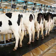 Agriculture business